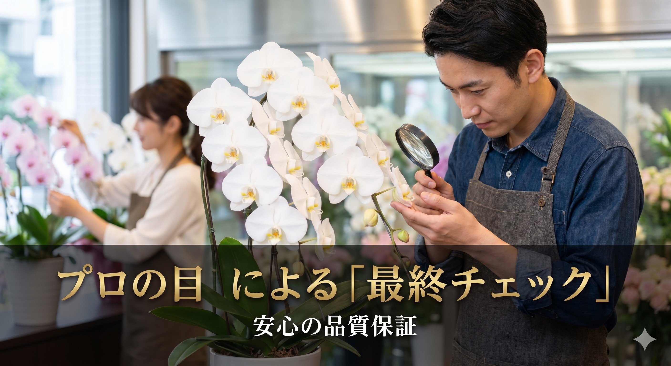 プロの目による胡蝶蘭の最終チェック
